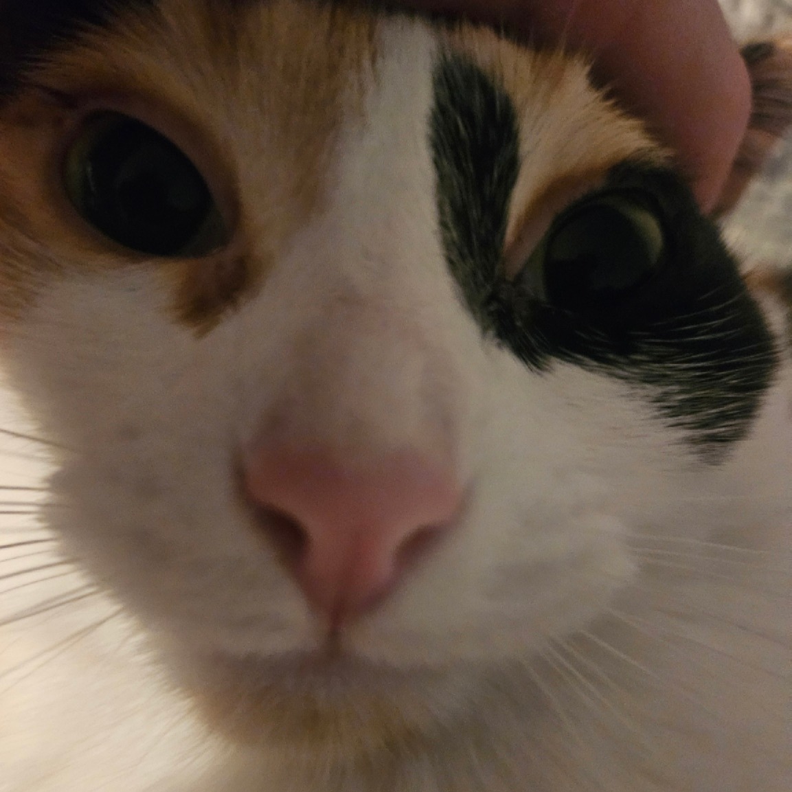 Close-up photo of a cat named Mango with orange fur